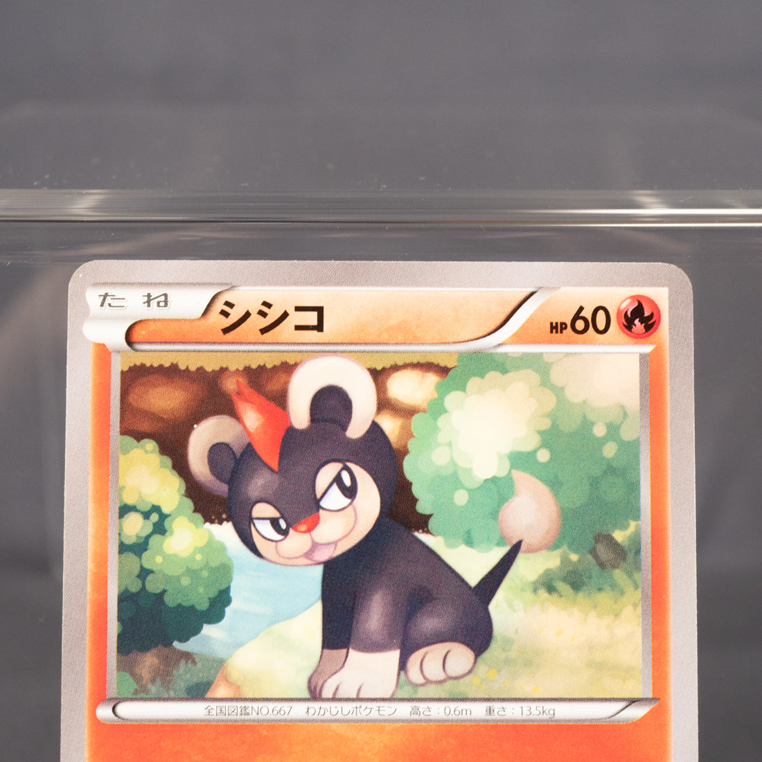 [LP] Litleo 011/088 XY4:  Pokemon Card TCG Japanese