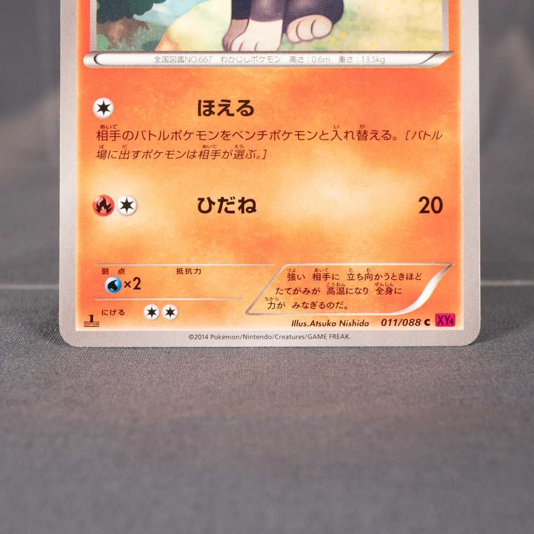 [LP] Litleo 011/088 XY4:  Pokemon Card TCG Japanese